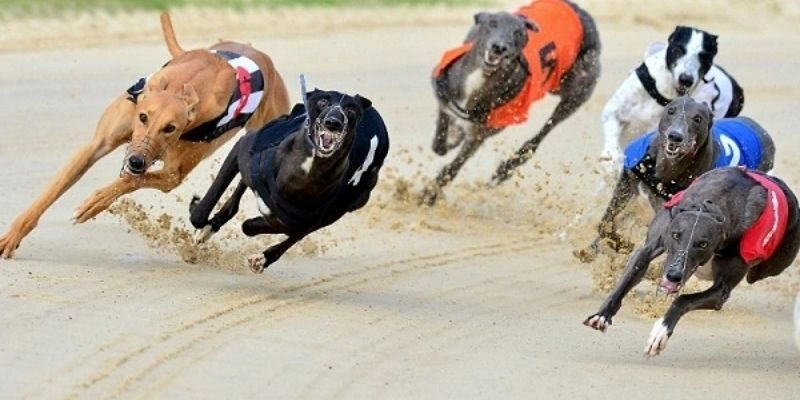 Nắm bắt luật chơi bộ môn đua chó