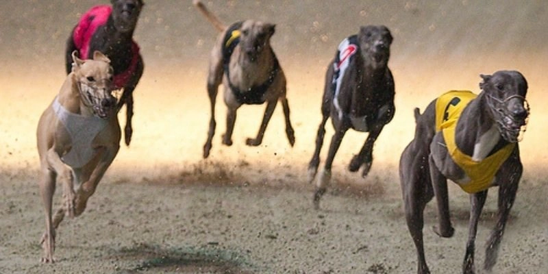 Sức hút từ bộ môn cá cược đua chó